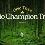 Ohio Champion Trees in Lewis Center, Ohio