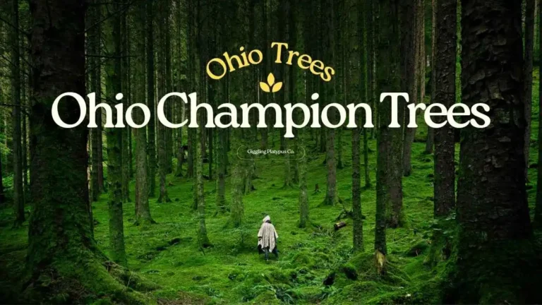 Ohio Champion Trees in Lewis Center, Ohio